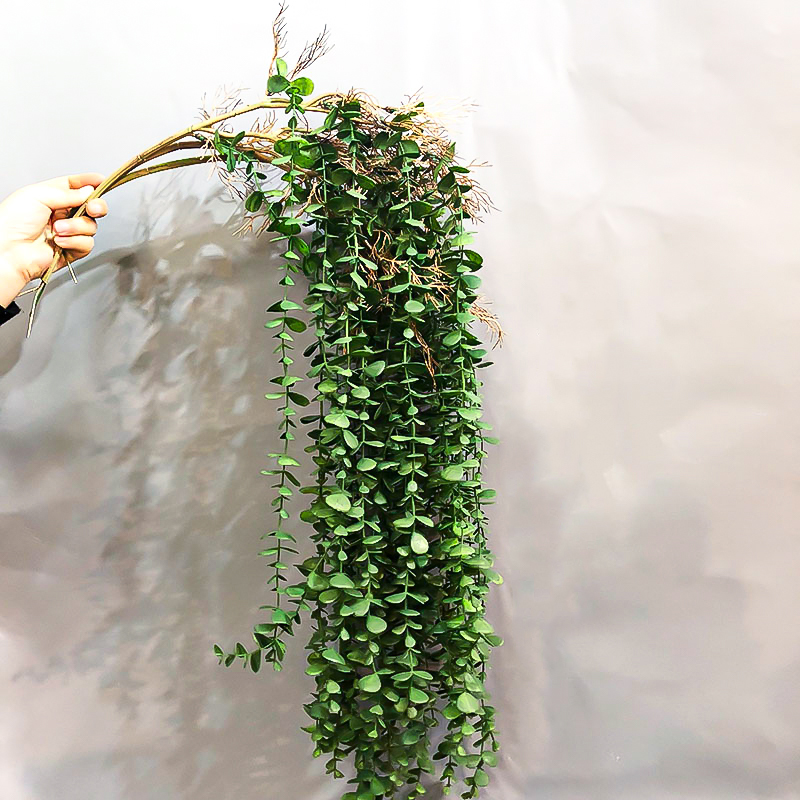 String Of Pearls Plant - 104 centimetri Falso Eucalipto Rattan Piante