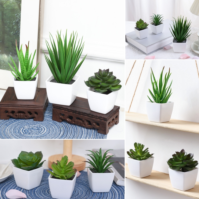 String Of Pearls Plant - (U set di 3 pezzi) Mini