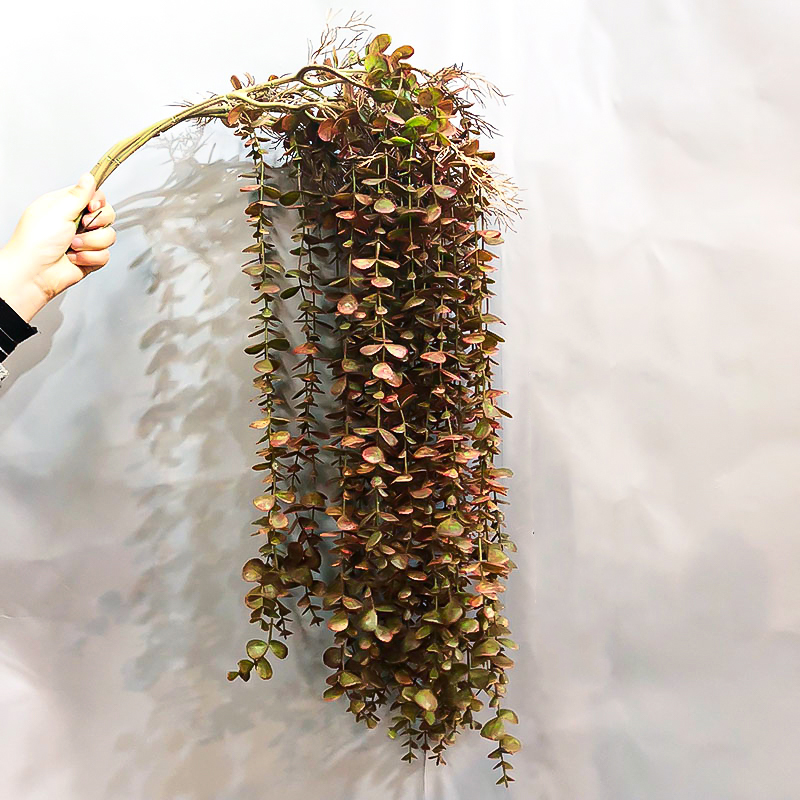 104 centimetri Falso Eucalipto - String Of Pearls Plant recensione e prezzo