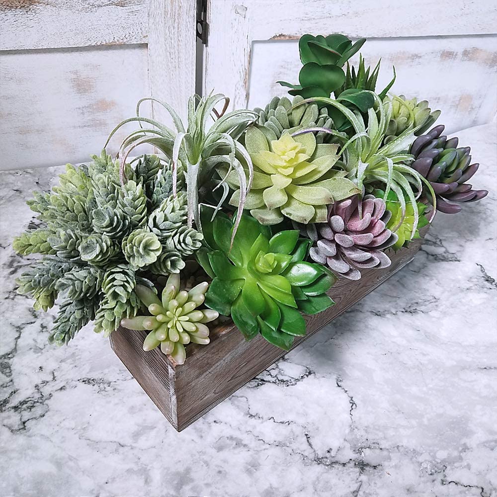 Set di 15 Piante Succulente Ar - String Of Pearls Plant recensione e prezzo