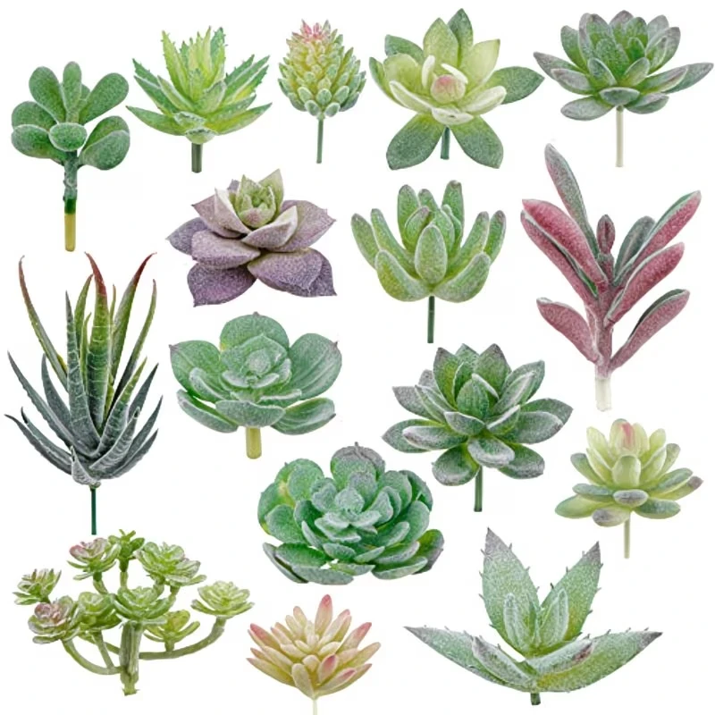 10/20 Pezzi Piante Succulente  - String Of Pearls Plant recensione e prezzo